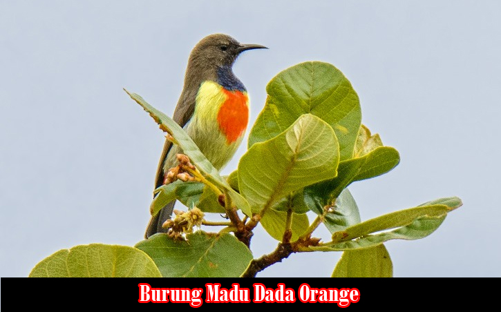 Burung Madu Dada Orange