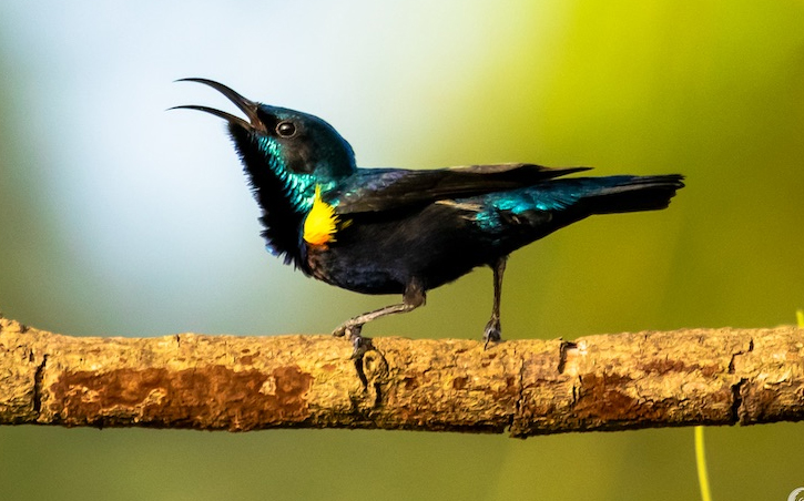 jenis-kolibri-di-indonesia