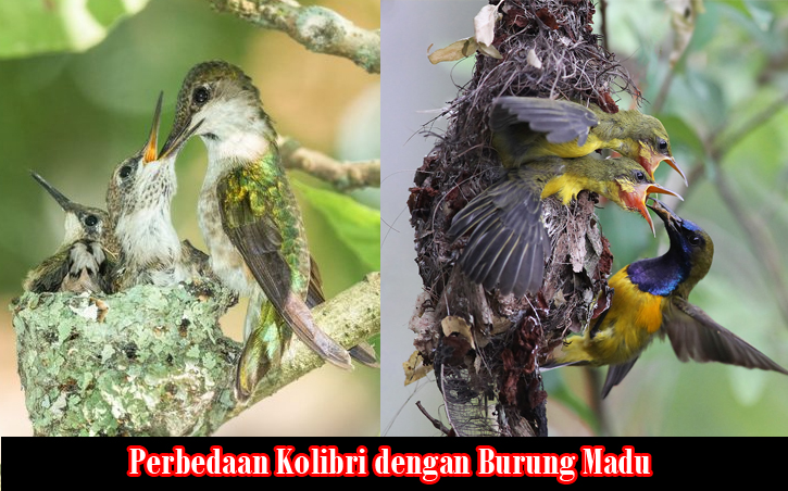 perbedaan kolibri dengan burung madu