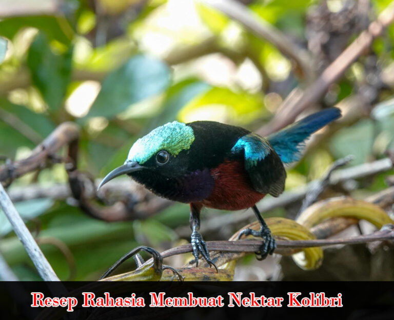 reseh rasahia membuat nektar kolibri ninja