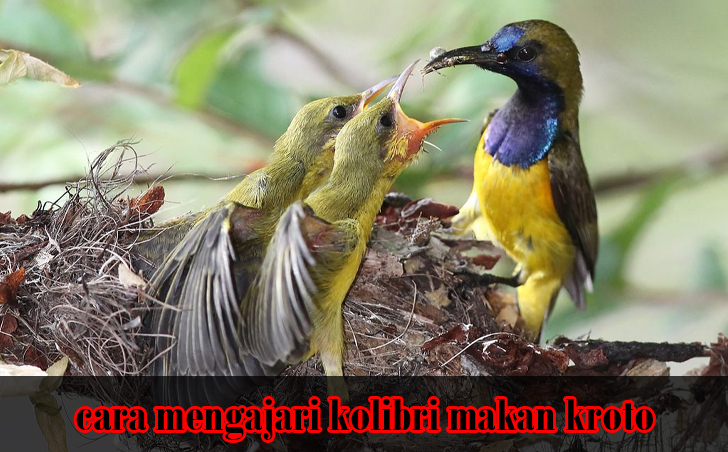 cara mengajari kolibri makan kroto