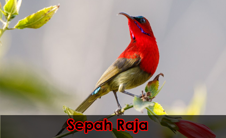 Kolibri Sepah Raja, Athopyga Siparaja