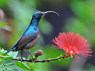 bunga yang disukai kolibri