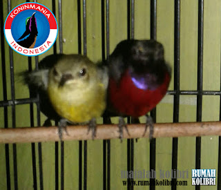 breeding kolibri ninja