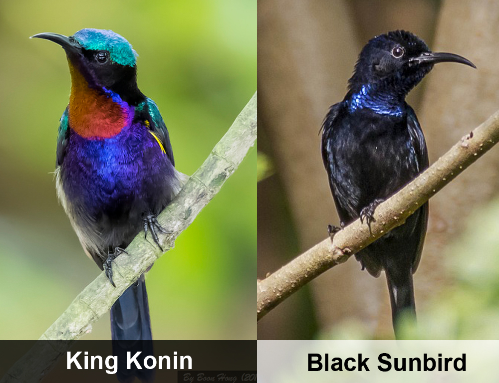 Perbedaan King Konin